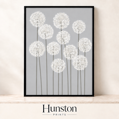 Many white allium flowers on tall stems against grey