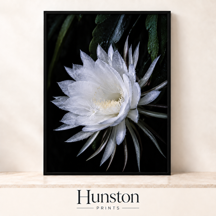 Night-Blooming Cactus Flower Print