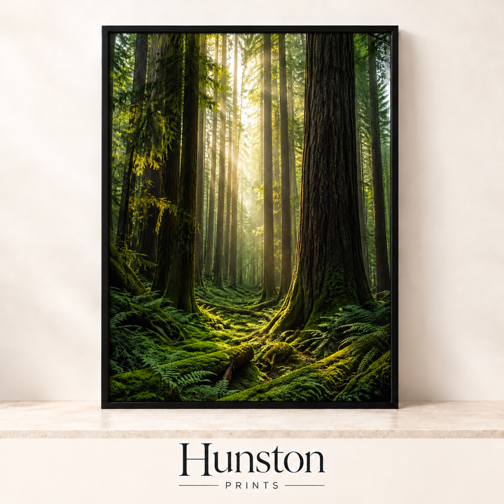 Sunlit Ancient Forest Print