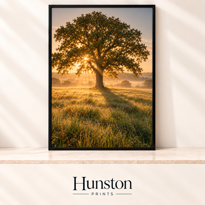 Lone oak tree in a dewy meadow with the sunrise shining through its branches