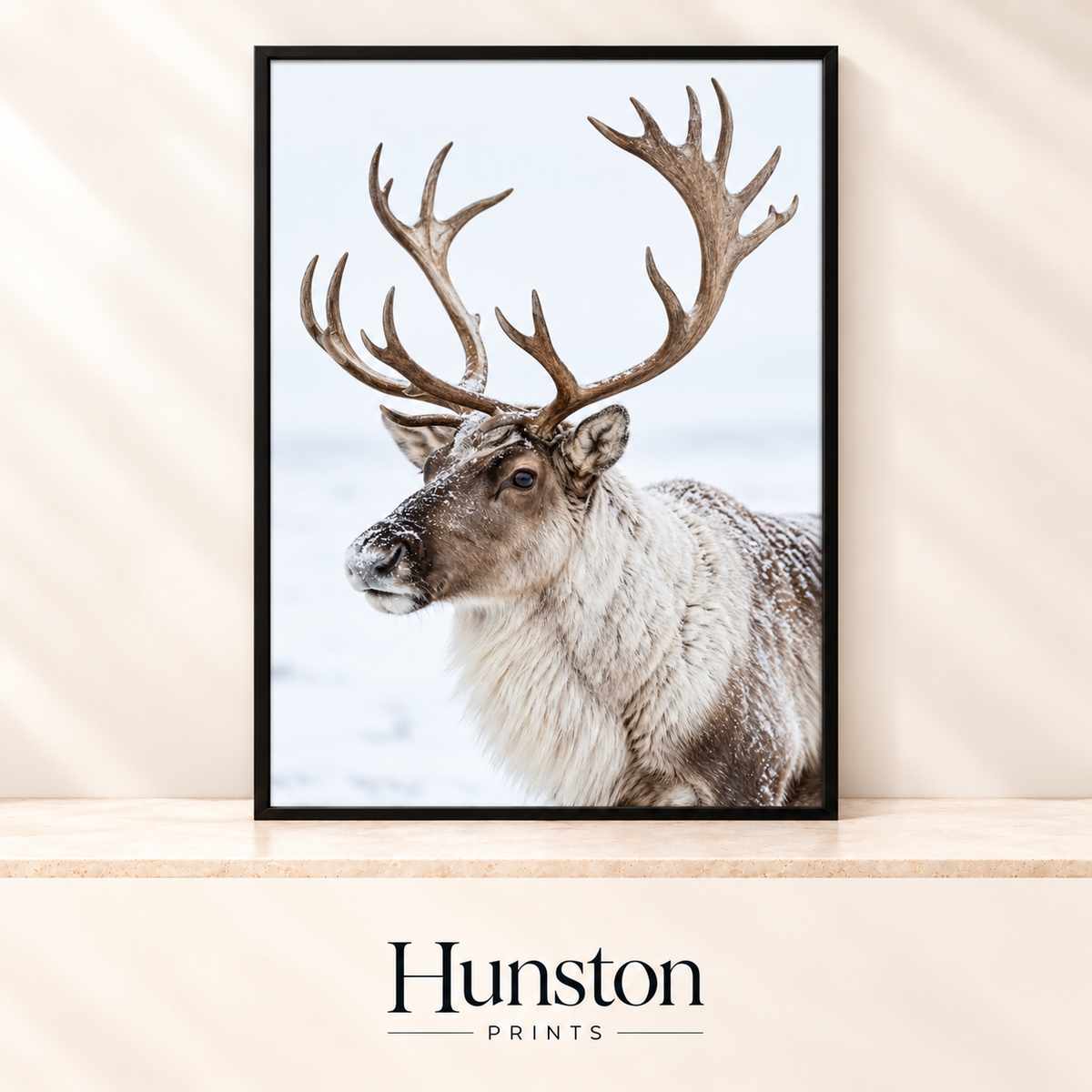 Reindeer with large antlers and a snow-dusted coat against a white winter background